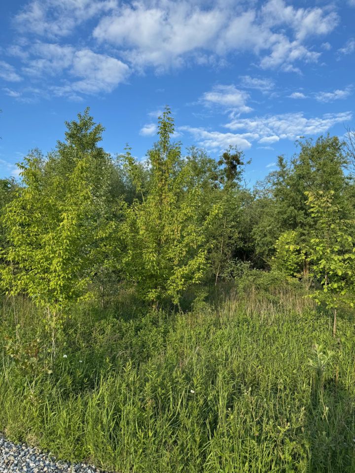 Działka rolno-budowlana Szukalice, ul. Konwaliowa