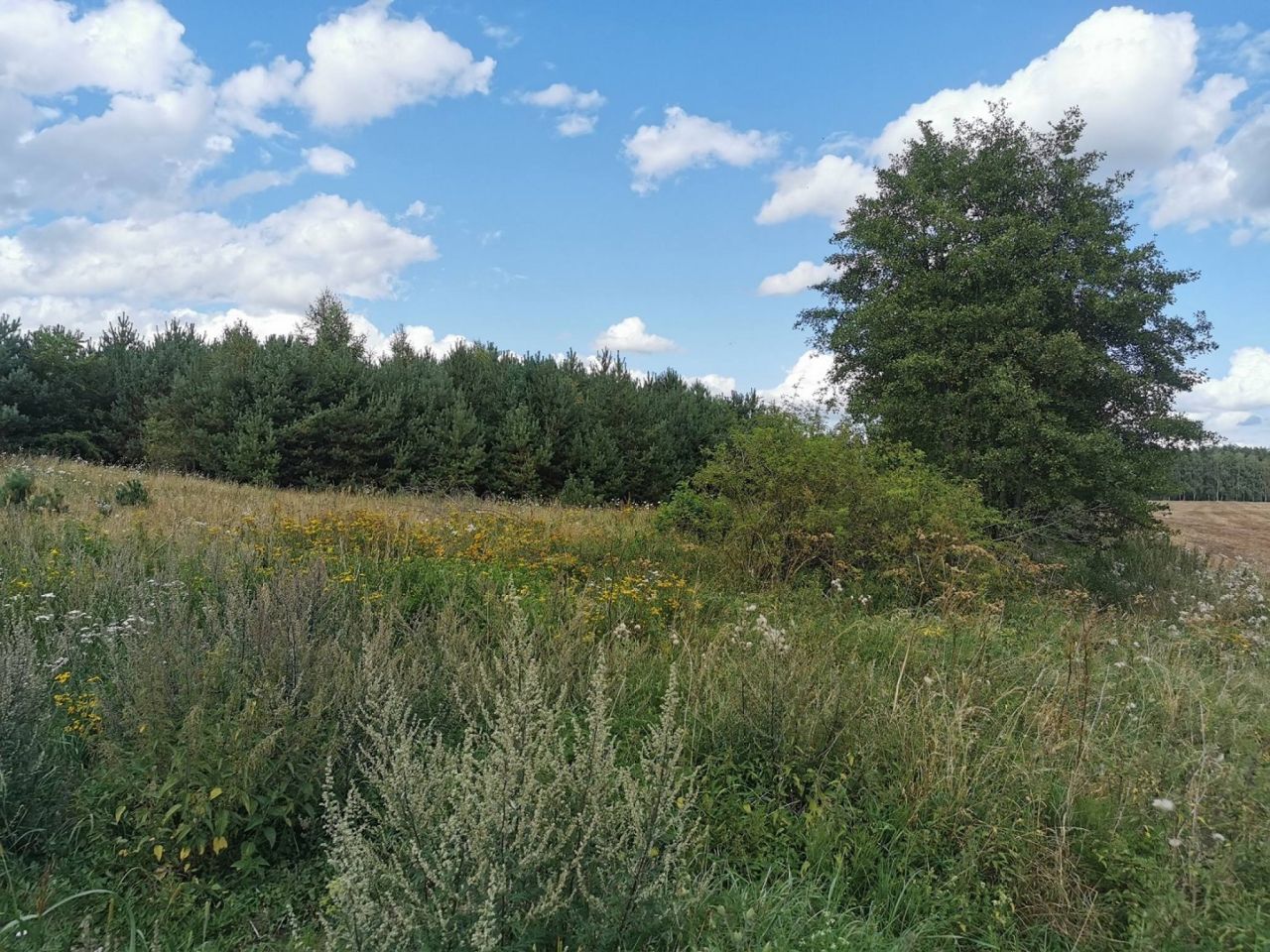 Działka budowlana Dolnik. Zdjęcie 20