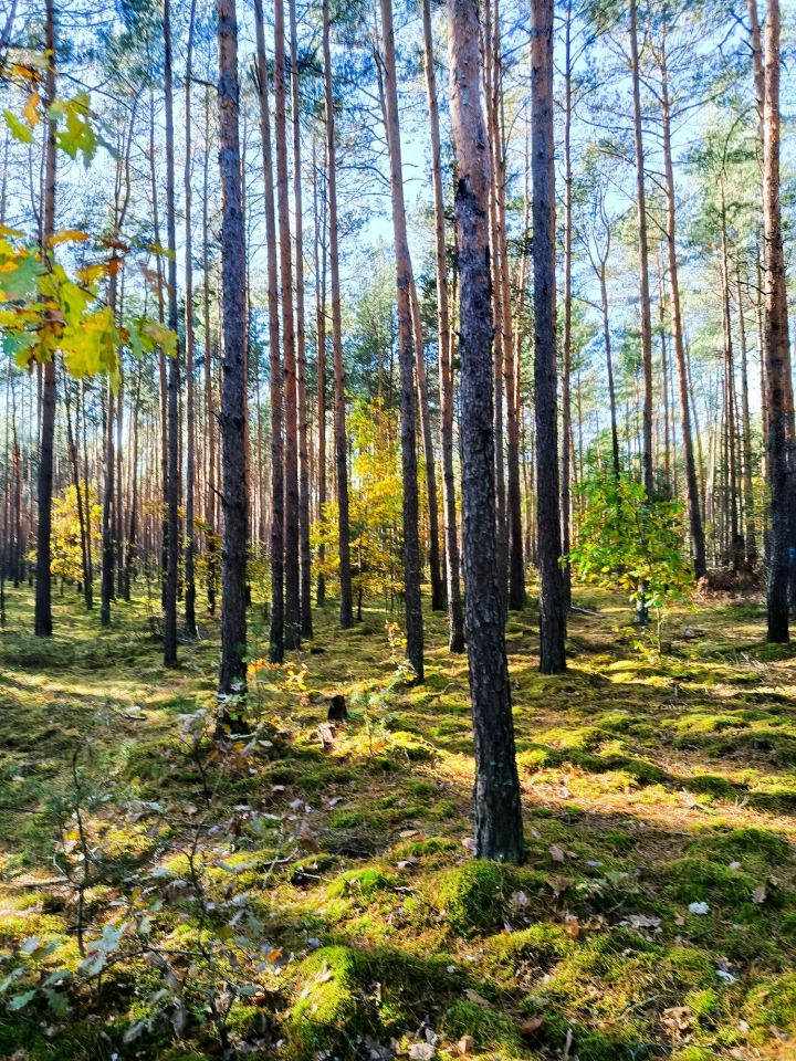 Działka rolna Rembów. Zdjęcie 3