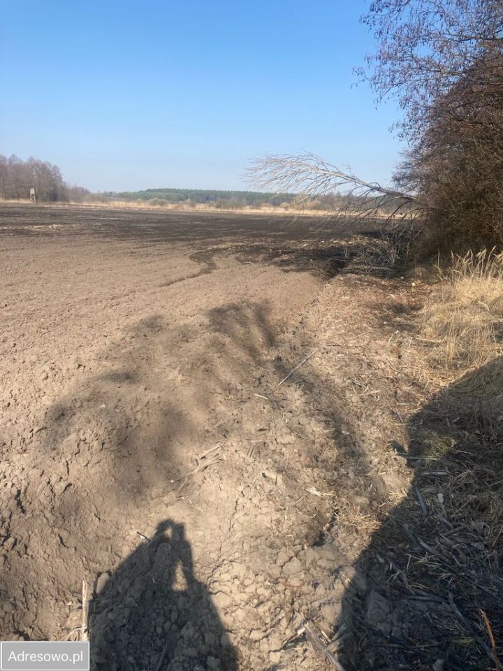 Działka rolna Sierosław, ul. Morwowa. Zdjęcie 3