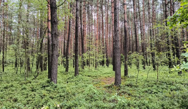Działka leśna Luta
