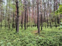 Działka leśna Luta