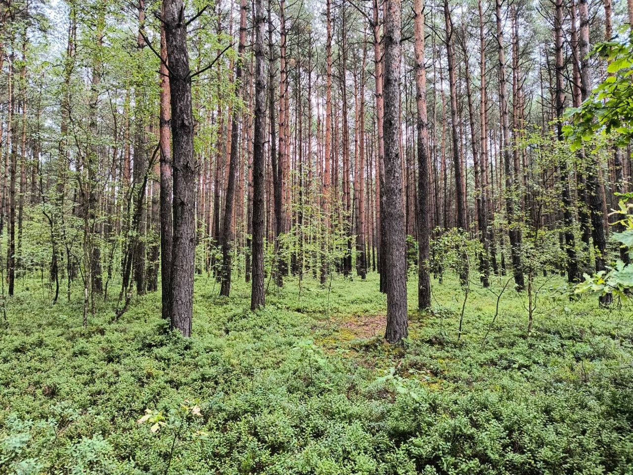 Działka leśna Luta