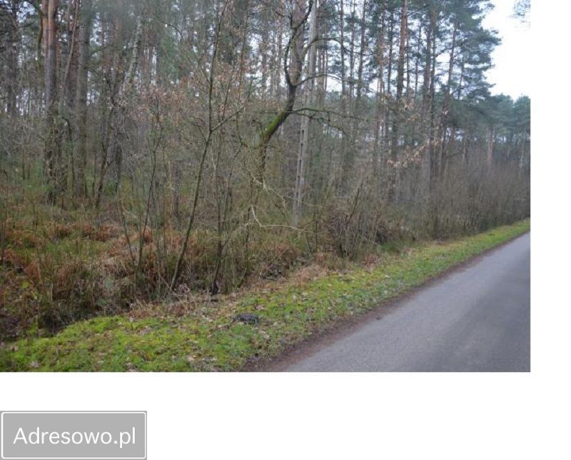Działka leśna Bartniki, ul. Spokojna. Zdjęcie 2