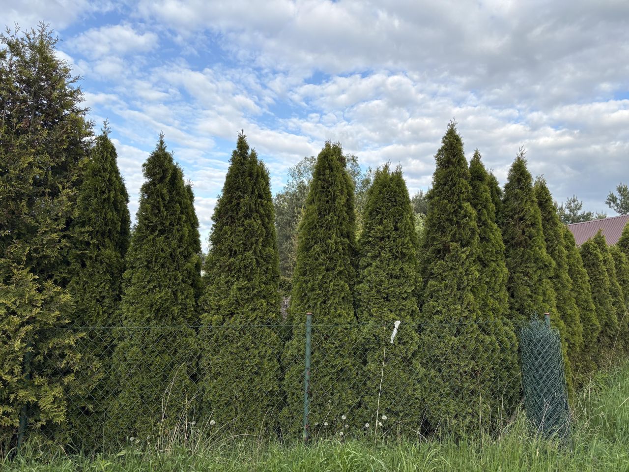 Działka budowlana Rusiec. Zdjęcie 3