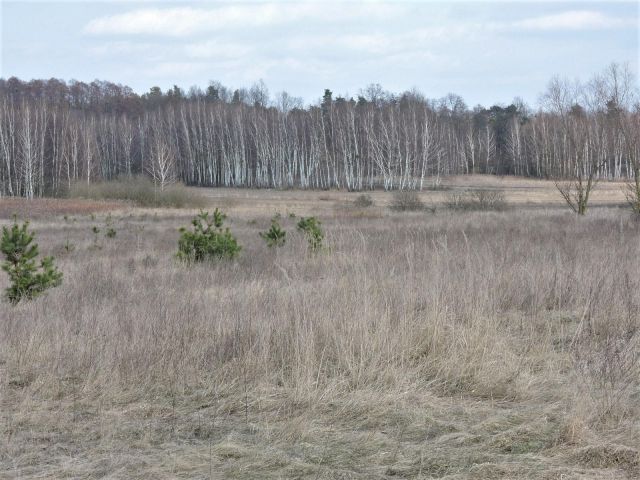 Działka rolno-budowlana Wiejca. Zdjęcie 1