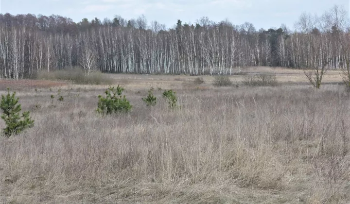Działka rolno-budowlana Wiejca