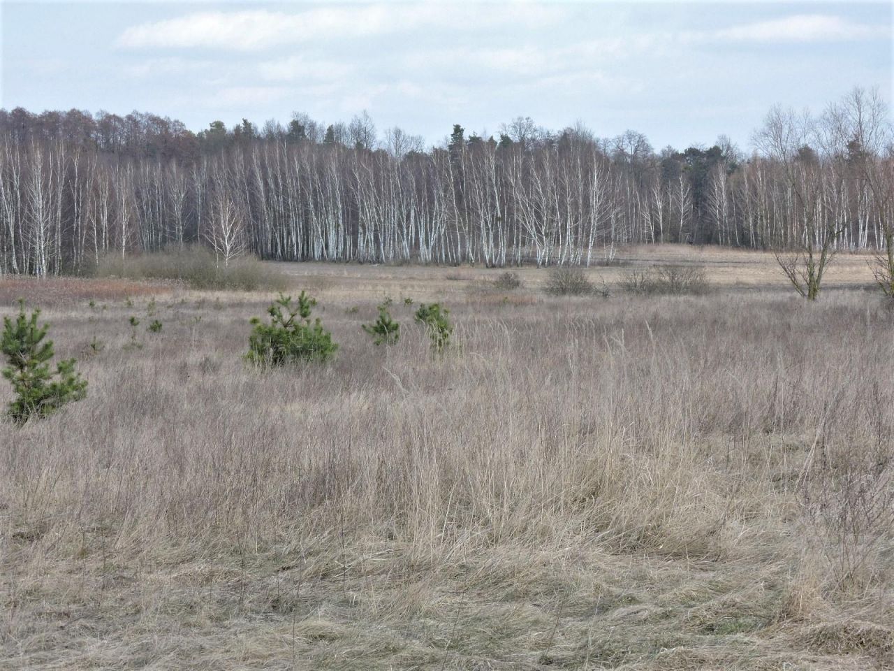 Działka rolno-budowlana Wiejca