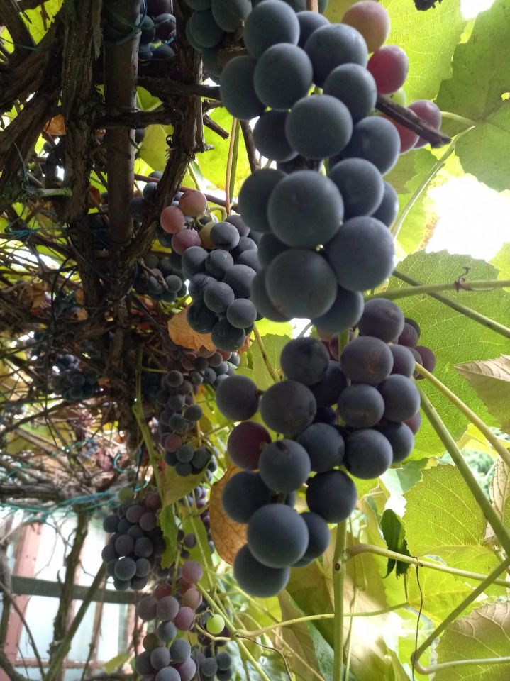 Działka rod Łódź Łagiewniki. Zdjęcie 4