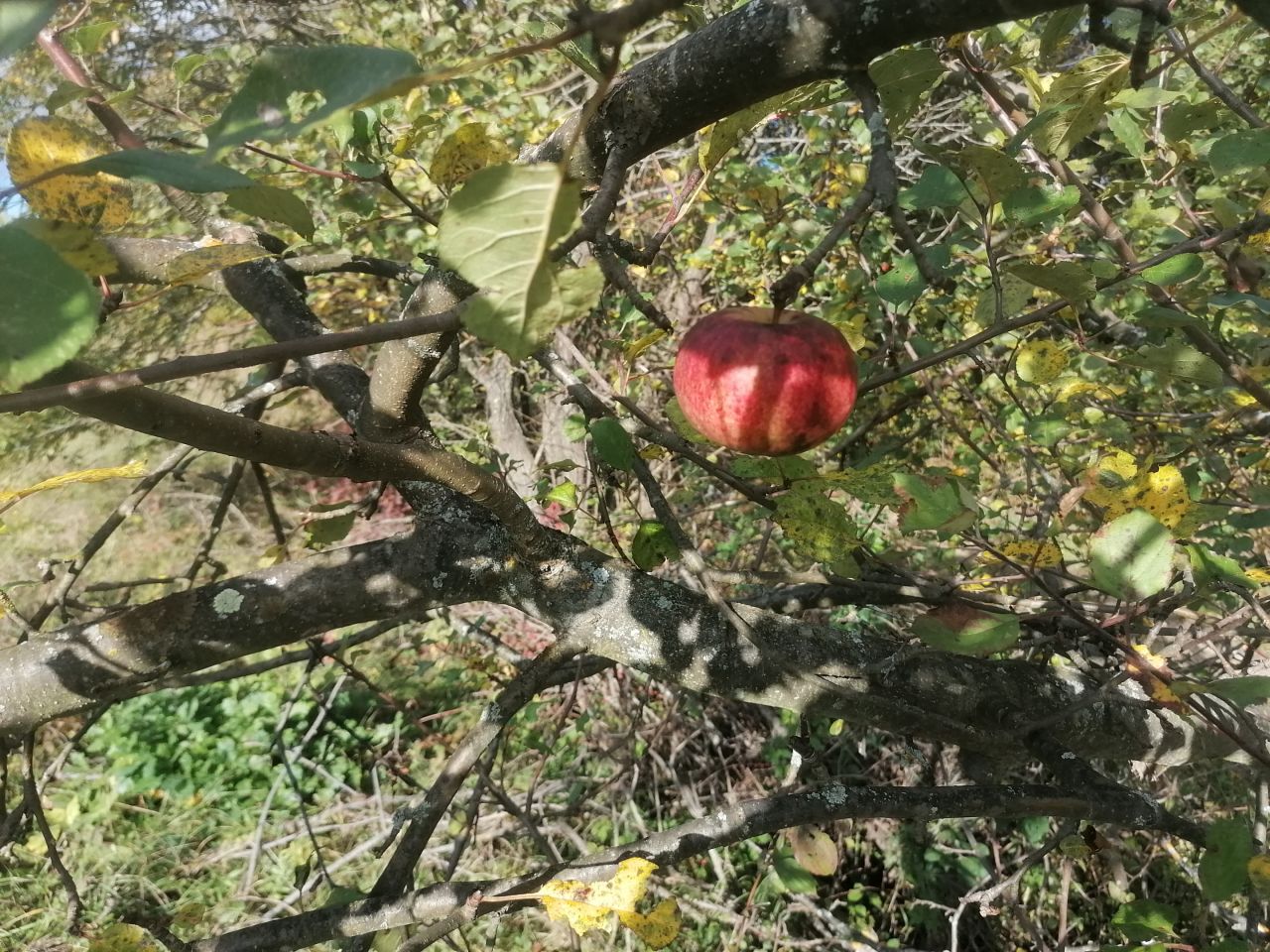 Działka rekreacyjna Rybotycze. Zdjęcie 47