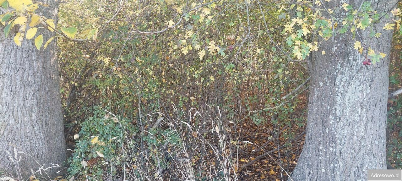 Działka rolna Darłowo. Zdjęcie 6