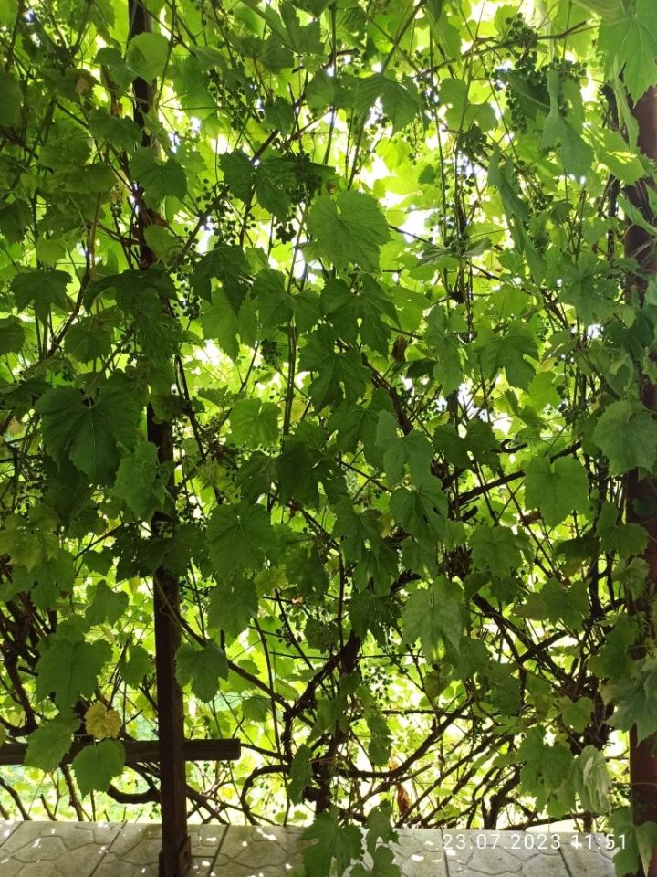 Działka rod Bielsko-Biała, ul. Kolonia. Zdjęcie 7