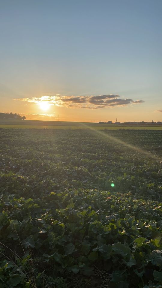 Działka budowlana Jabłonna Druga. Zdjęcie 3