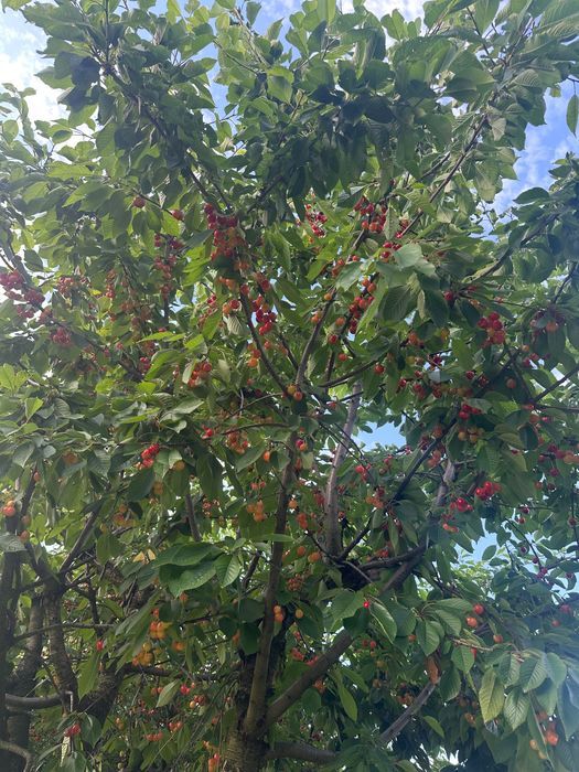 Działka rod Syców, ul. Komorowska. Zdjęcie 6