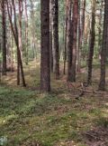 Działka leśna Szepietowo. Zdjęcie 1