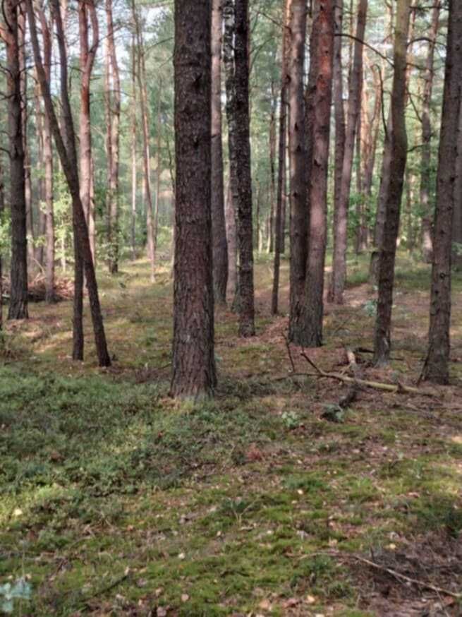 Działka leśna Szepietowo. Zdjęcie 2