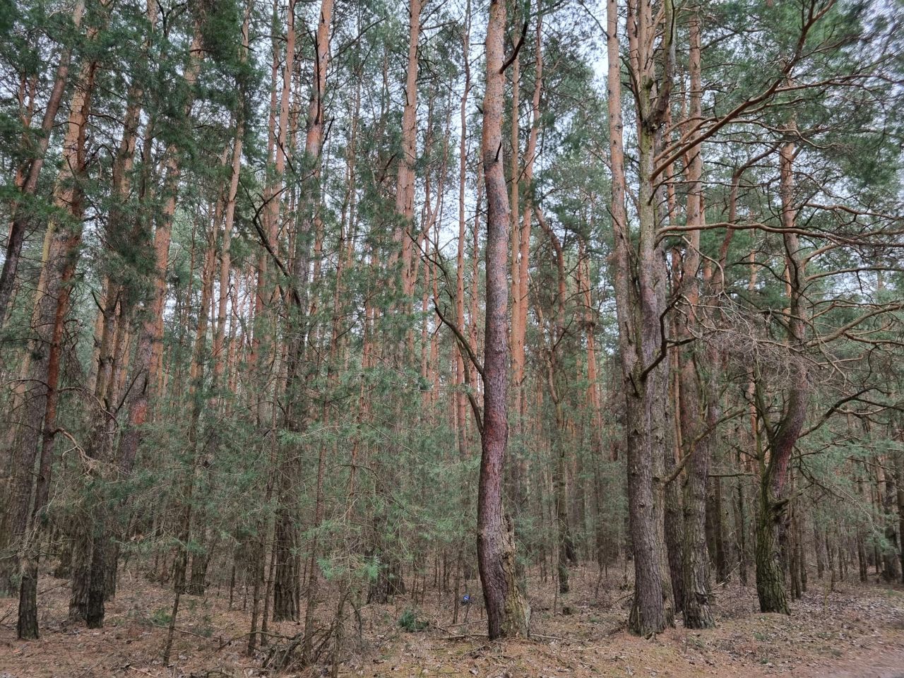 Działka leśna Pcin. Zdjęcie 2