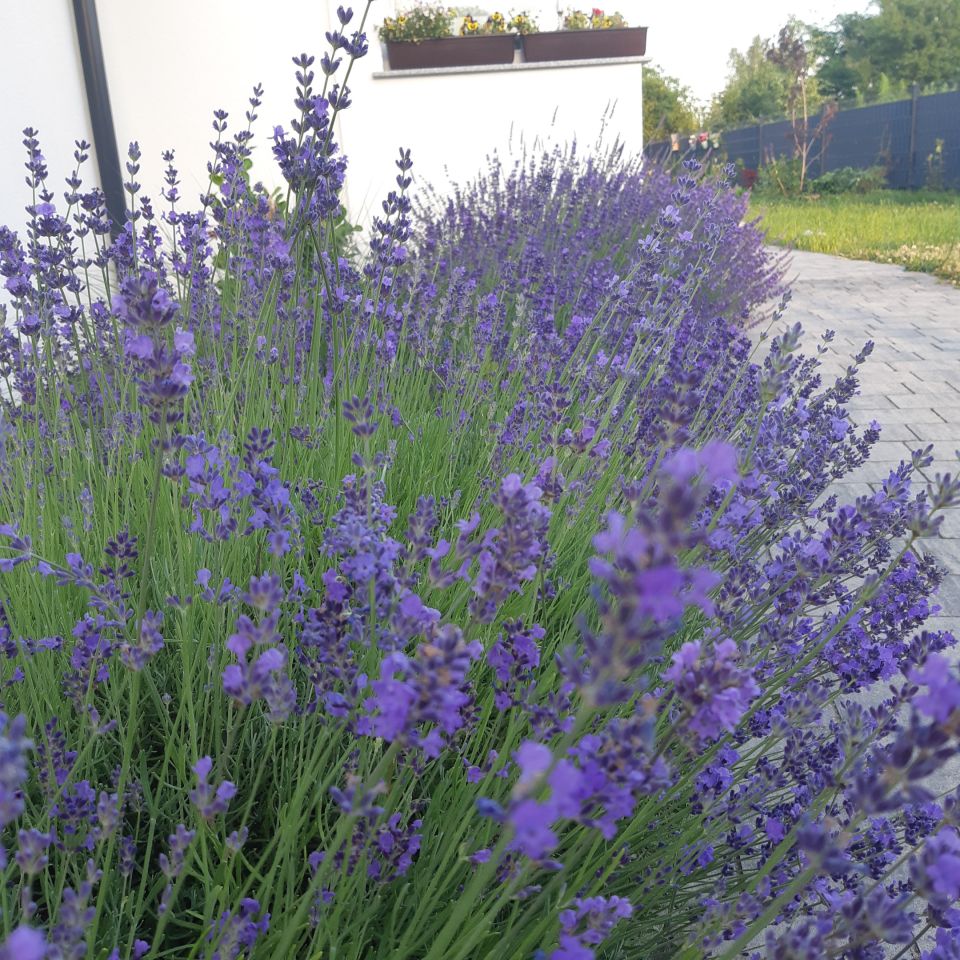 bliźniak, 4 pokoje Mierzyn, ul. Osiedle nad Stawem. Zdjęcie 14