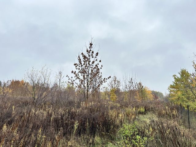 Działka rolna Sochaczew, ul. Rozlazłowska. Zdjęcie 1