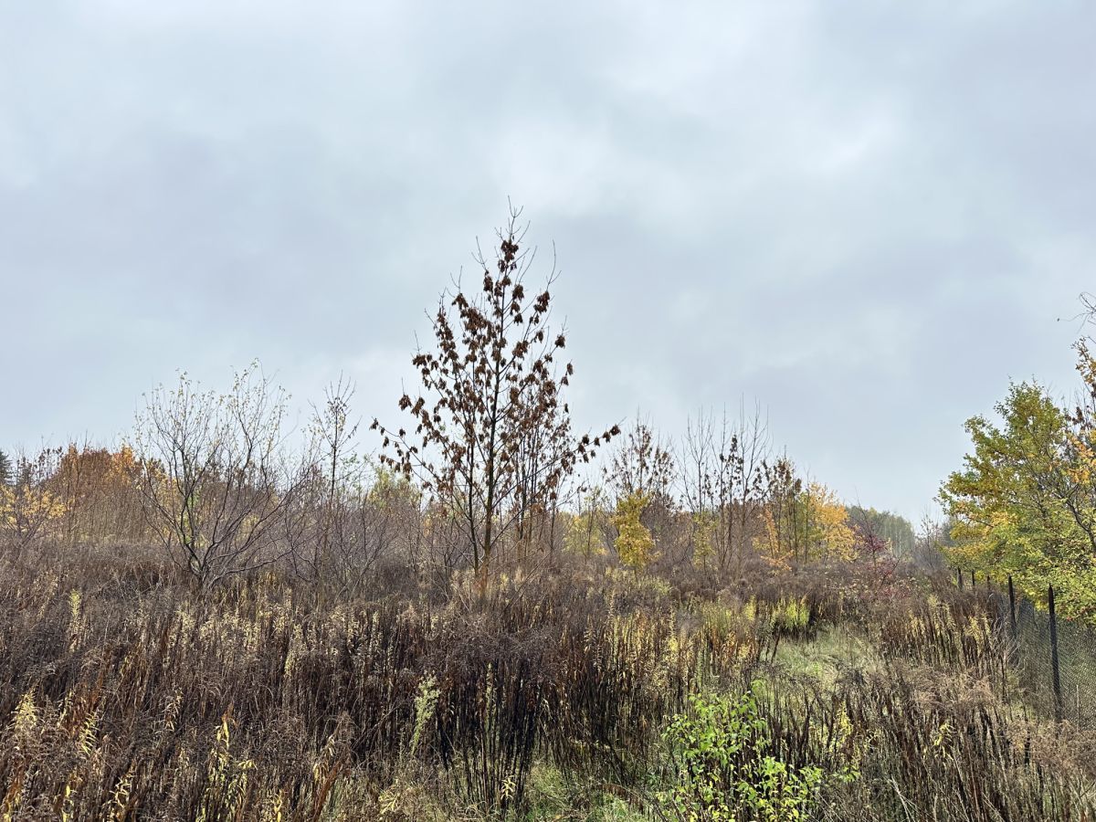 Działka rolna Sochaczew, ul. Rozlazłowska