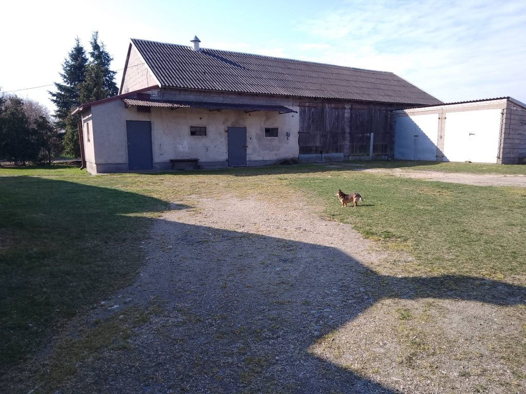 dom wolnostojący Kuczbork-Osada. Zdjęcie 7