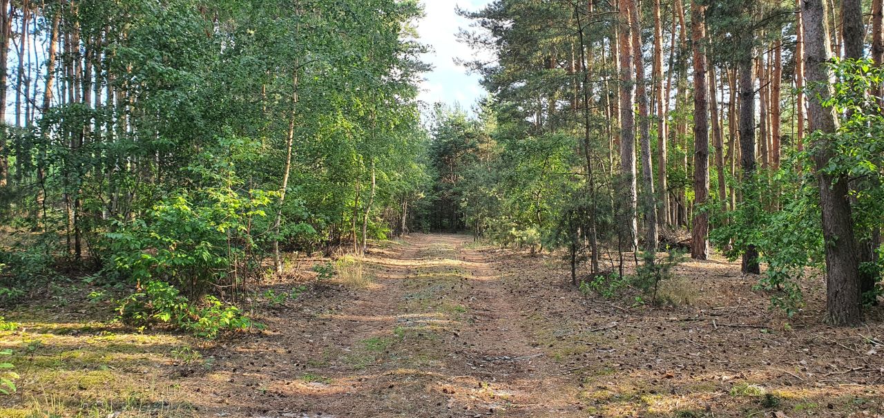Działka budowlana Dębniaki. Zdjęcie 4
