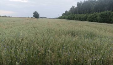 Działka rolna Szczawin Szczawin-Kolonia