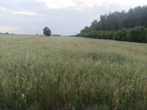 Działka rolna Szczawin Szczawin-Kolonia. Zdjęcie 1