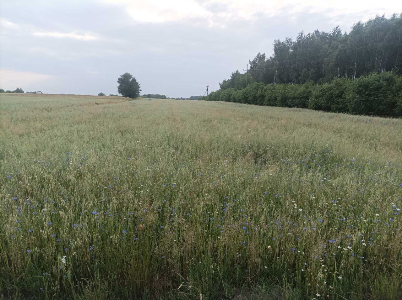 Działka rolna Szczawin Szczawin-Kolonia. Zdjęcie 2