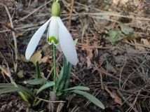 Działka rod Warszawa Wilanów, ul. Łucznicza. Zdjęcie 3