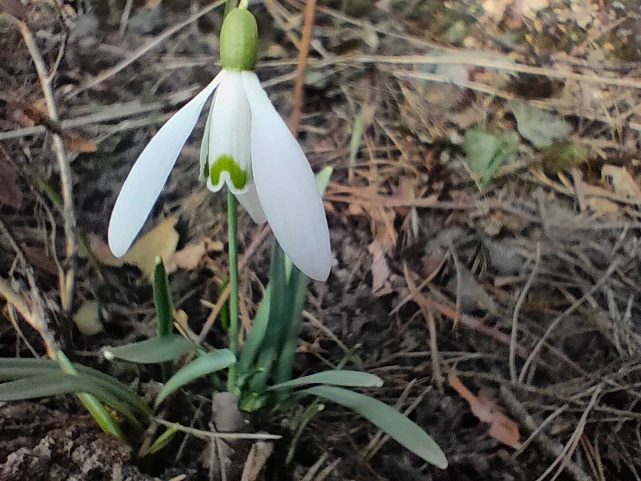 Działka rod Warszawa Wilanów, ul. Łucznicza. Zdjęcie 4