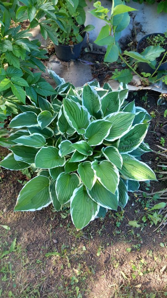 Działka rod Ostrowiec Świętokrzyski Ludwików, ul. Winnica. Zdjęcie 7