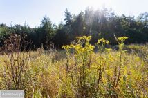 Działka budowlana Rosnówko. Zdjęcie 4