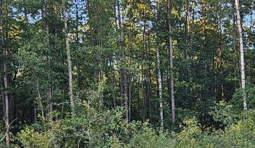 Działka leśna Poryte