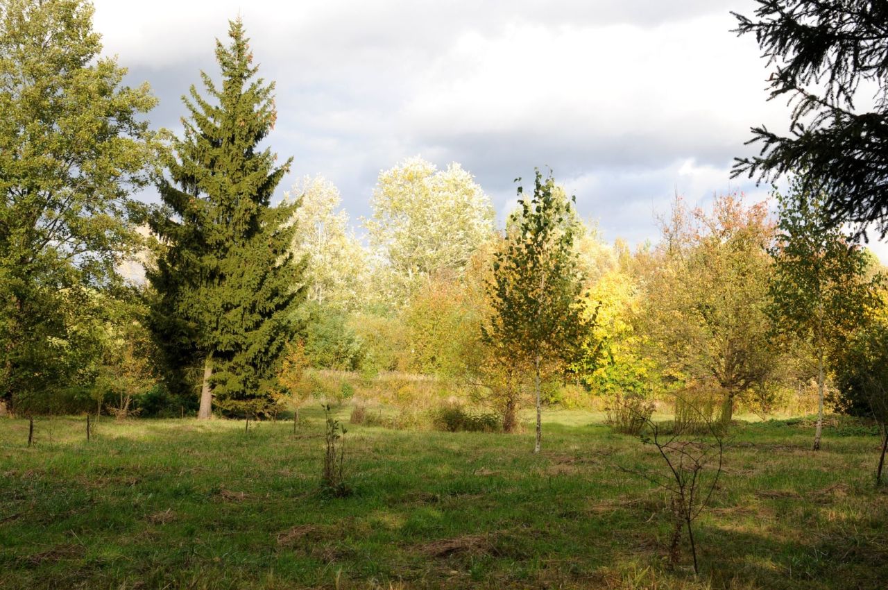 Działka siedliskowa Grzegorzewice, ul. Pałacowa. Zdjęcie 9