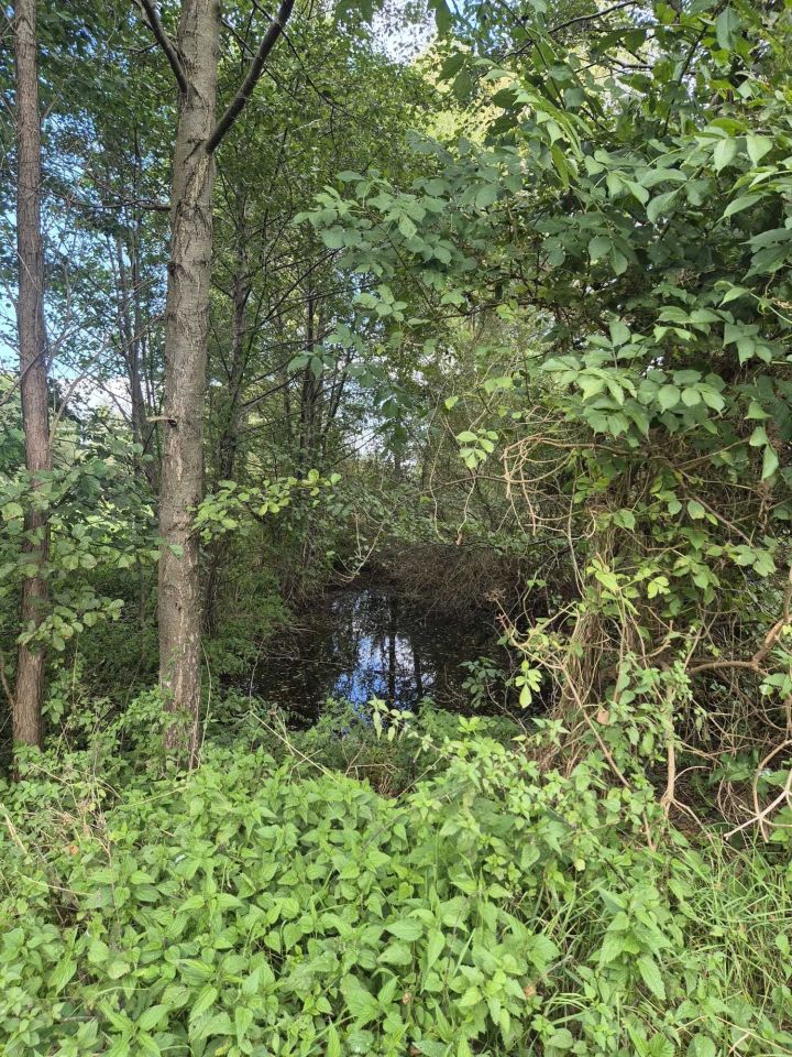 Działka siedliskowa Trzcin. Zdjęcie 7