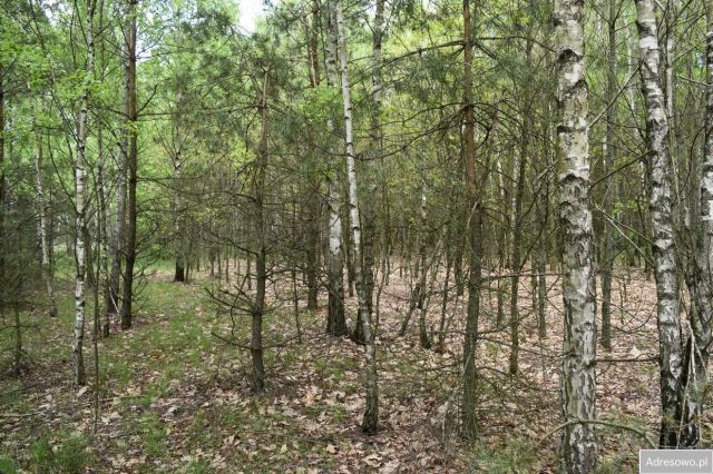Działka leśna Pstrągi-Gniewoty. Zdjęcie 1