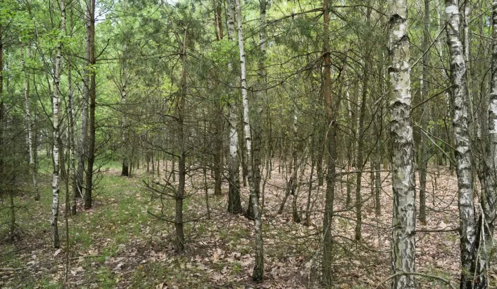Działka leśna Pstrągi-Gniewoty