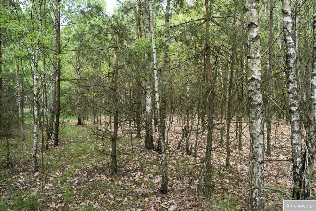Działka leśna Pstrągi-Gniewoty