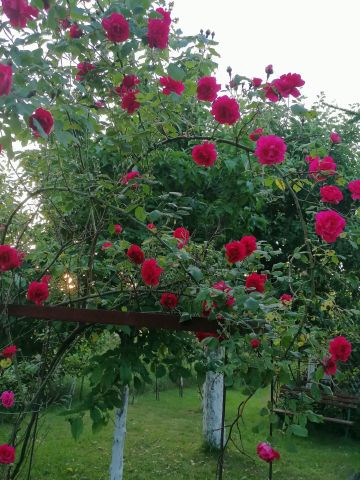 Działka rod Nowa Sól, ul. Wodna. Zdjęcie 1