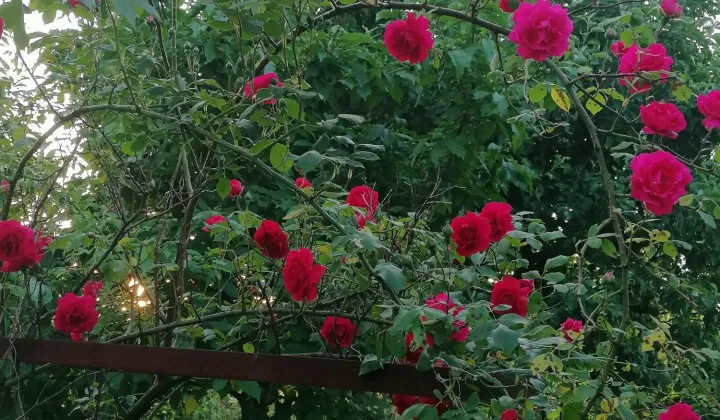 Działka rod Nowa Sól, ul. Wodna