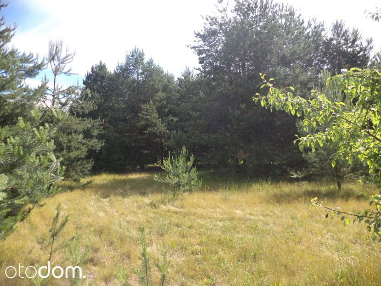 Działka siedliskowa Rędziny. Zdjęcie 9