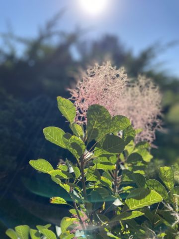 Działka rod Łódź Teofilów, Selerowa 25. Zdjęcie 23