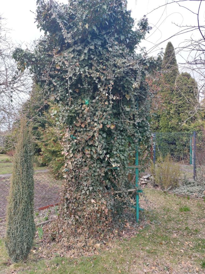 Działka rod Toruń Centrum, ul. Grudziądzka. Zdjęcie 3