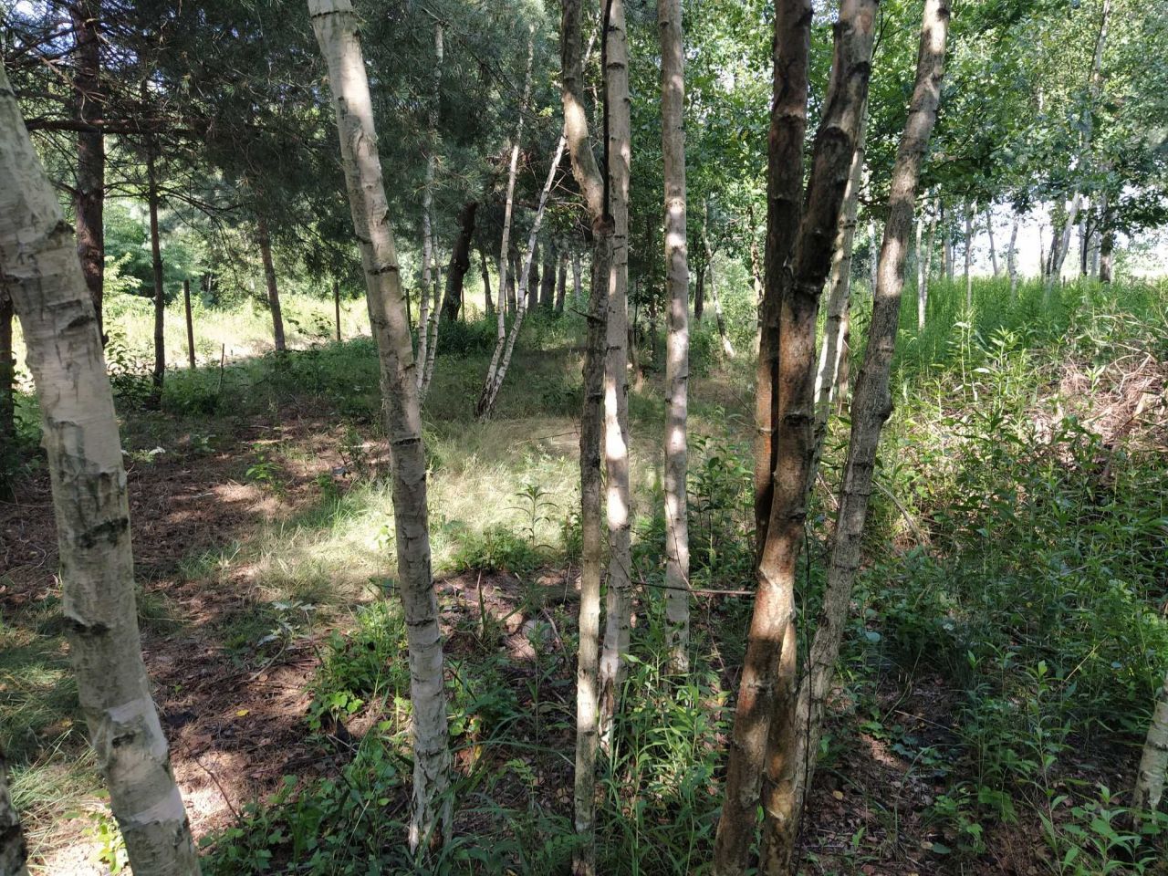 Działka rolna Turowice. Zdjęcie 3