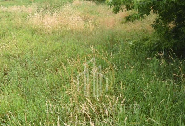 Działka Ostrówek. Zdjęcie 4