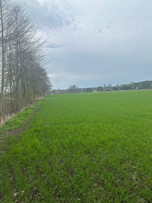 Działka budowlana Grójec Mały