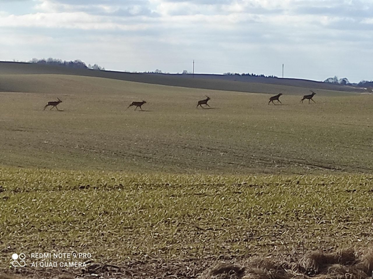 Działka rolna Rostki Skomackie. Zdjęcie 9