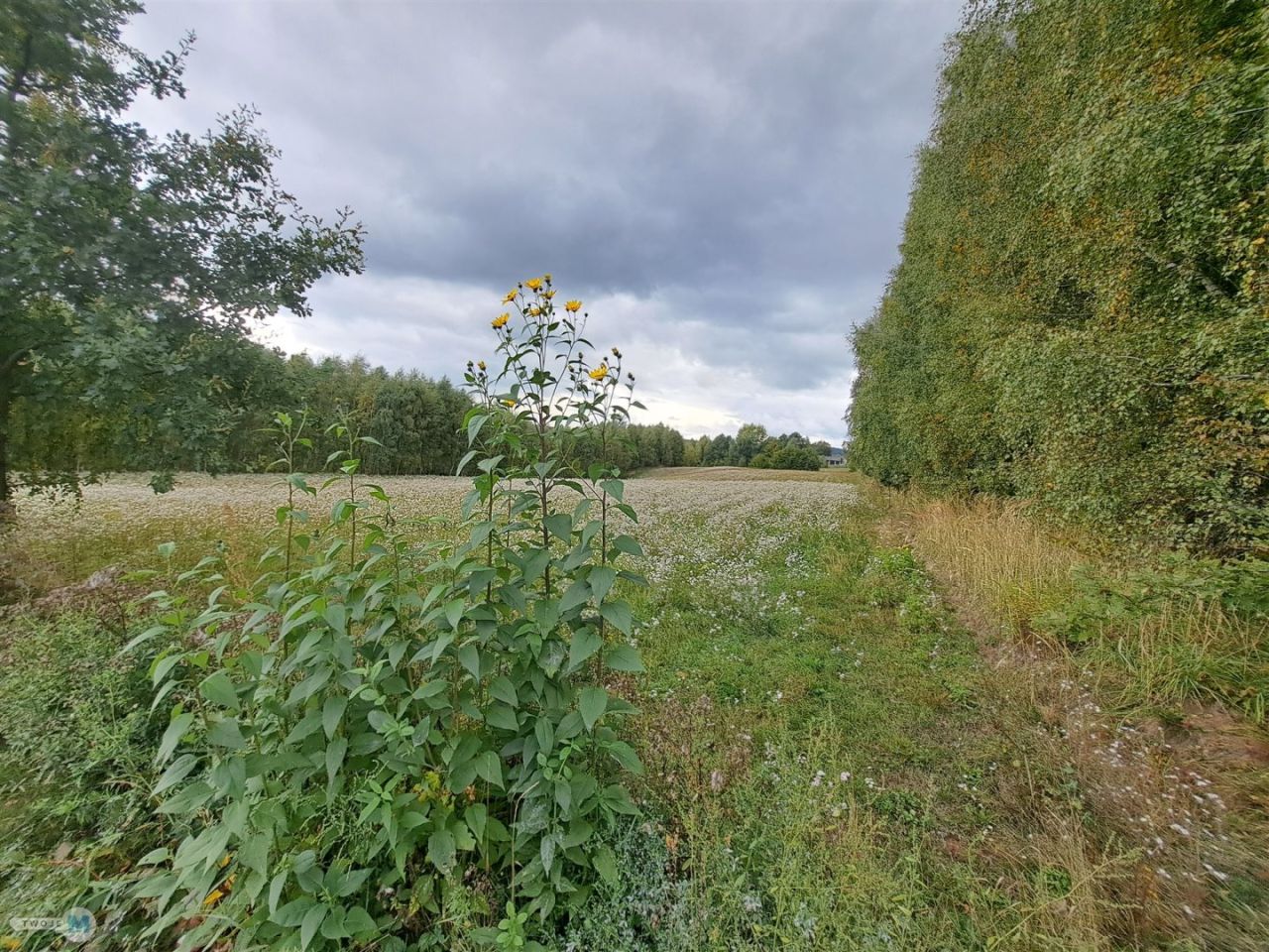 Działka siedliskowa Łagów. Zdjęcie 7