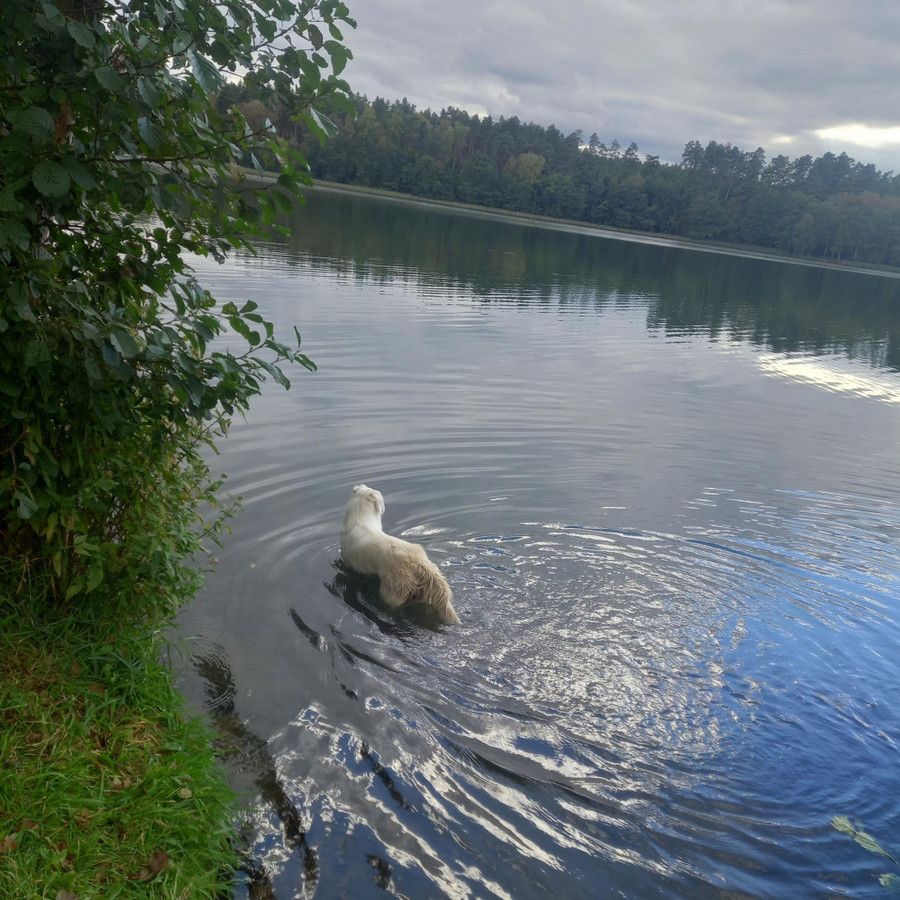 Działka budowlana Dołgie. Zdjęcie 8